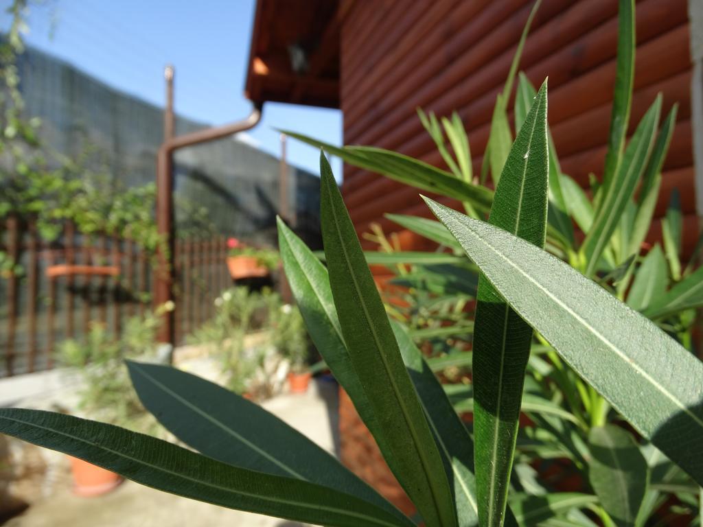Guest House Ivel Sapareva Banya Exterior photo